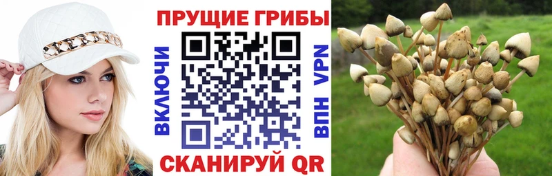 купить   Стародуб  Псилоцибиновые грибы Psilocybe 